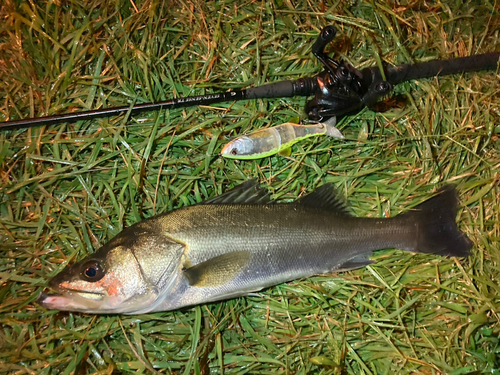 シーバスの釣果