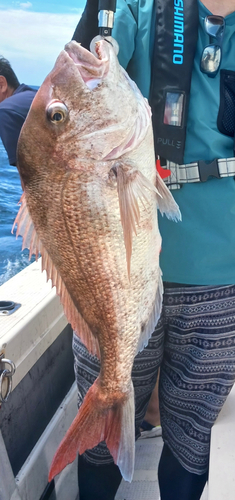 タイの釣果