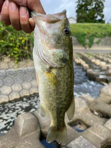 釣果