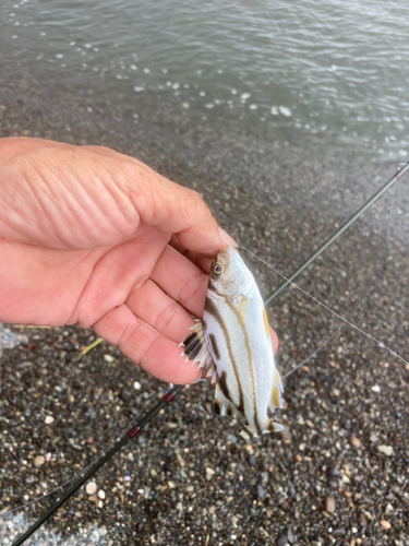 コトヒキの釣果