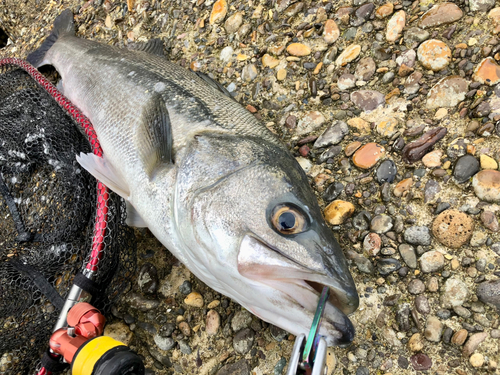 スズキの釣果