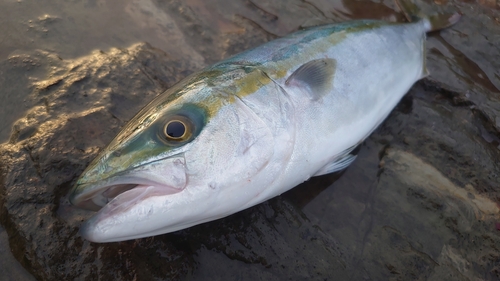 イナダの釣果