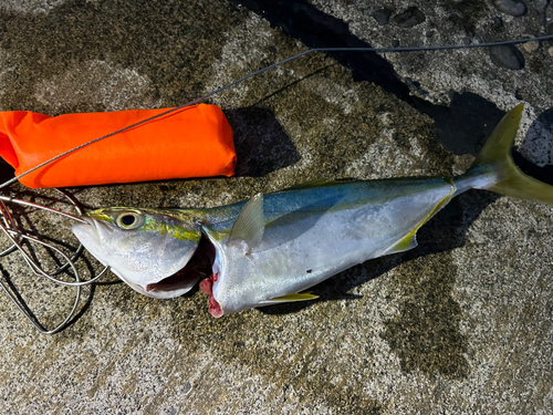 ワカシの釣果