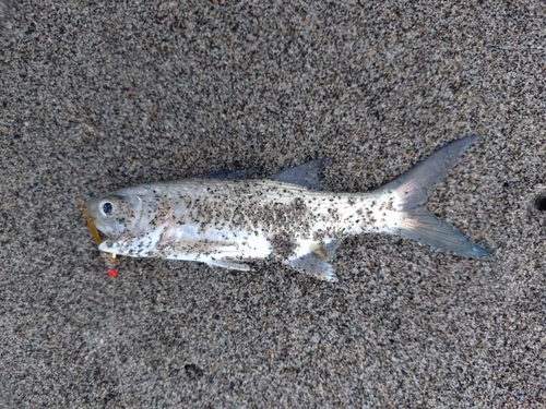 ツバメコノシロの釣果