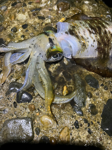 イカの釣果