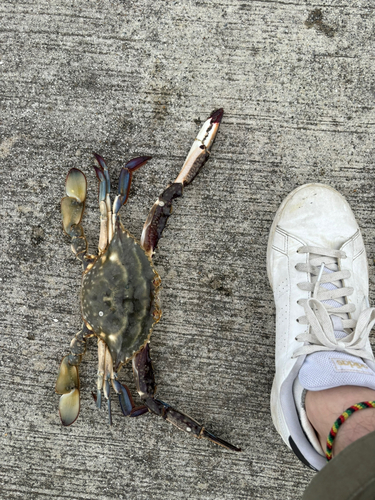 カニの釣果