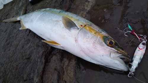 イナダの釣果