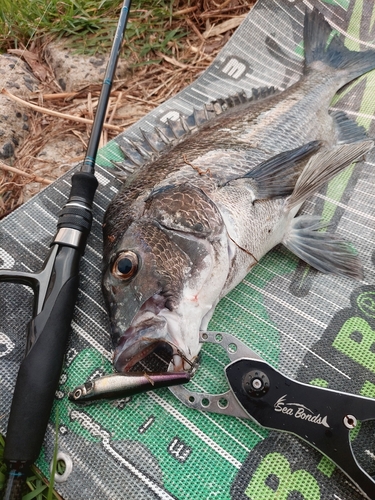 チヌの釣果