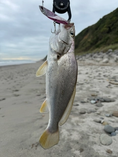 ニベの釣果