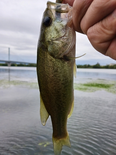 ラージマウスバスの釣果