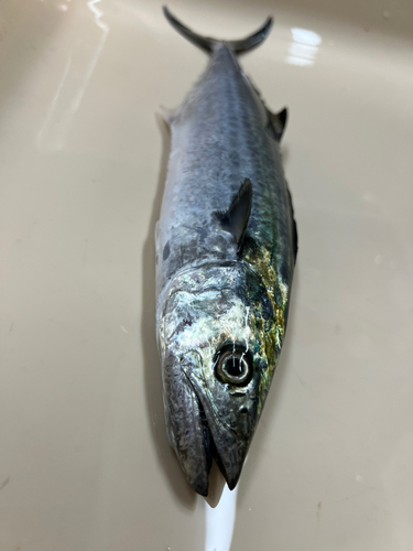 サゴシの釣果