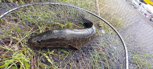 ライギョの釣果