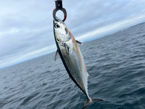 カツオの釣果