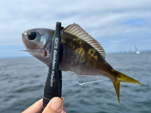 ウメイロの釣果