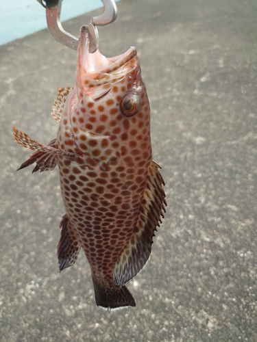 オオモンハタの釣果