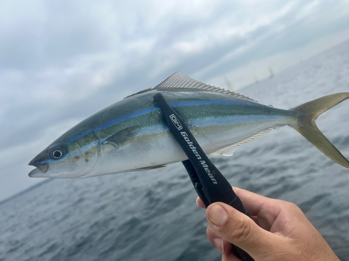 ツムブリの釣果