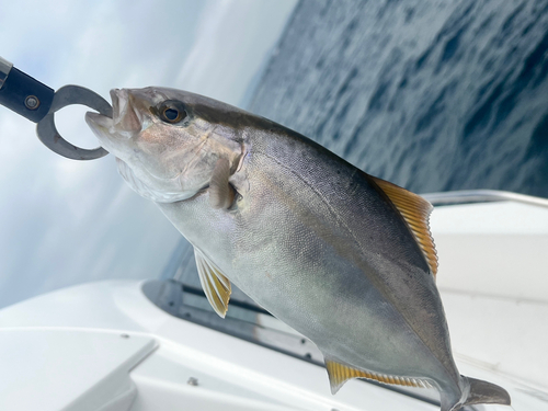 ショゴの釣果