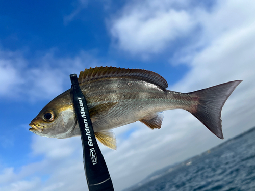 イサキの釣果