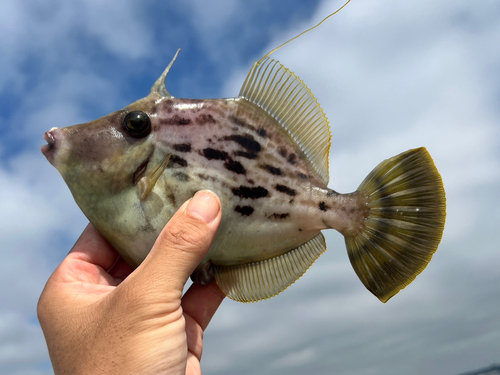 カワハギの釣果