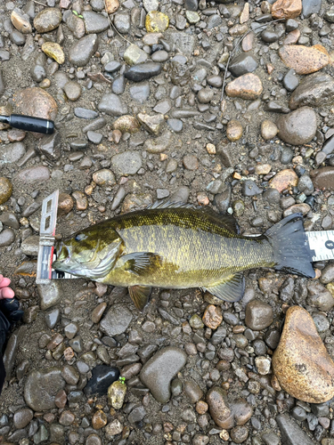 スモールマウスバスの釣果