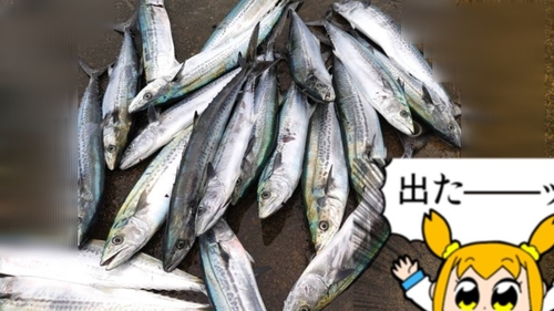 サゴシの釣果