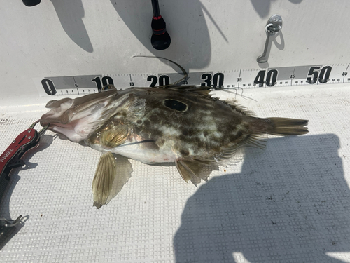 マトウダイの釣果