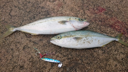 イナダの釣果