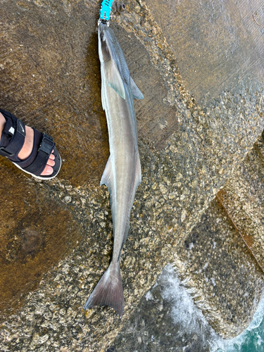 コバンザメの釣果