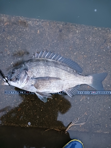 クロダイの釣果