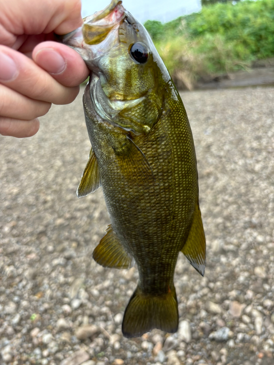 スモールマウスバス