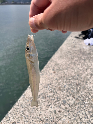 鹿児島湾南部