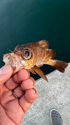 アカメバルの釣果