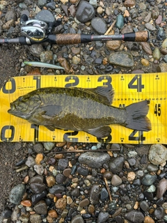 スモールマウスバスの釣果