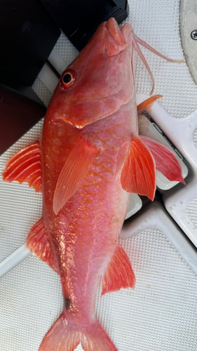 ホウライヒメジの釣果