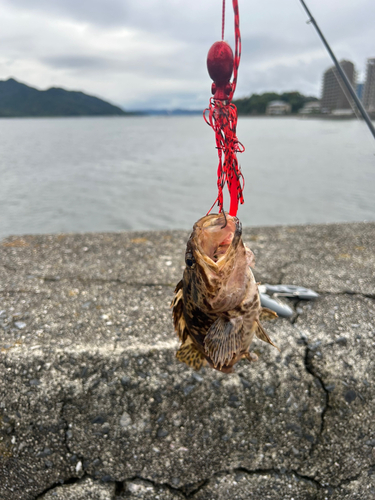 タケノコメバルの釣果