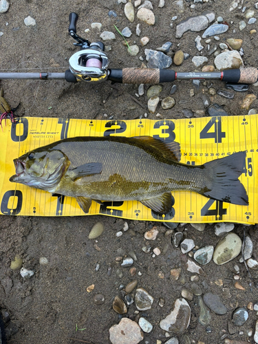 スモールマウスバスの釣果