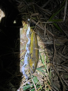 ブラウントラウトの釣果