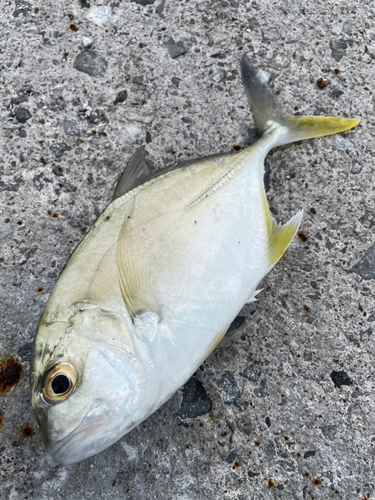 メッキの釣果