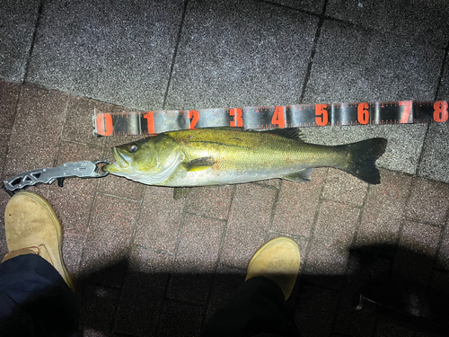 シーバスの釣果