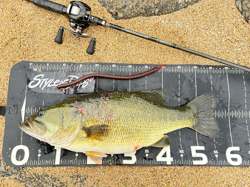 ブラックバスの釣果