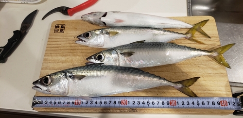 サバの釣果