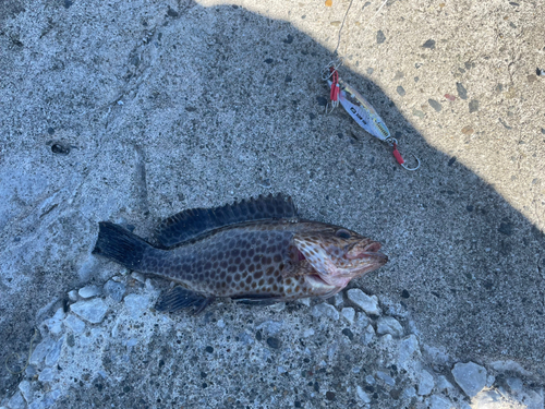 オオモンハタの釣果