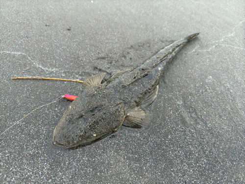 マゴチの釣果