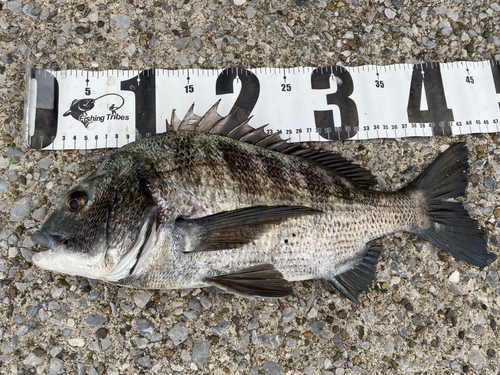 クロダイの釣果