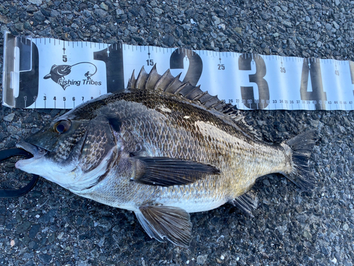 クロダイの釣果