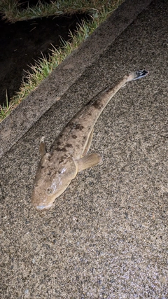 マゴチの釣果