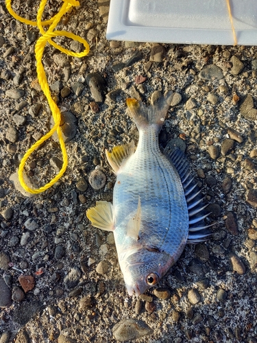 キビレの釣果