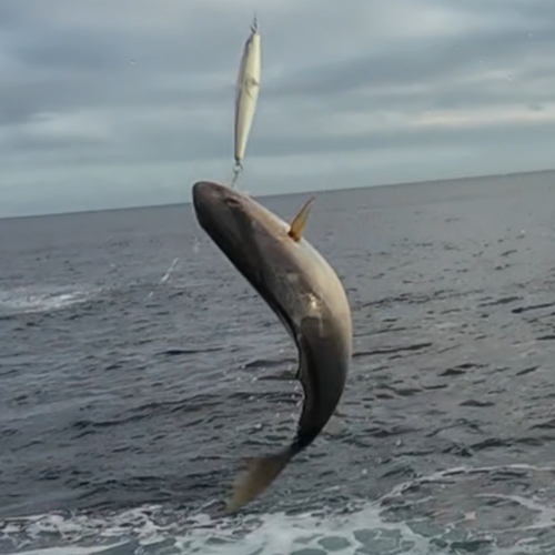 ショゴの釣果