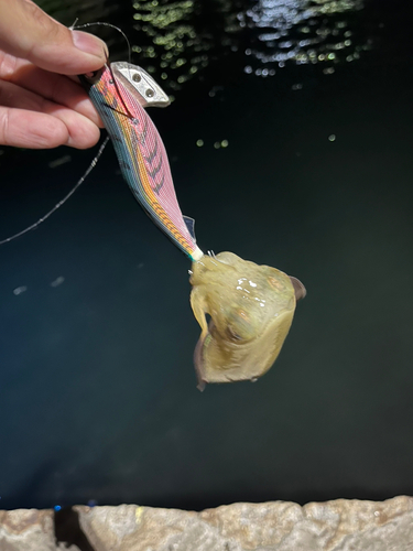 コウイカの釣果