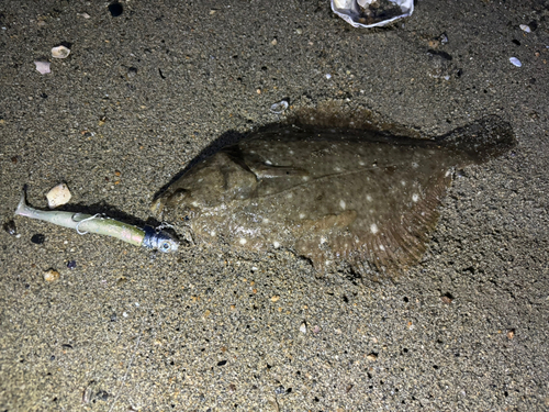 カレイの釣果